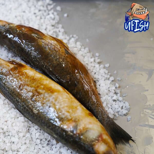 Marinated Mullet - Brined Baits Fishing Bait Shop Newcastle - UFISH Brined Baits