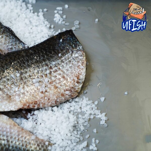 Mullet Fillet - Brined Baits Fishing Bait Shop Newcastle - UFISH Brined Baits