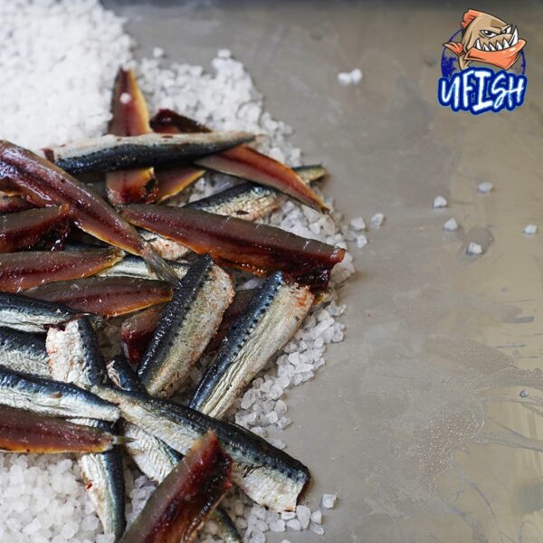 Pilchard Fillet - Brined Baits Fishing Bait Shop Newcastle - UFISH Brined Baits