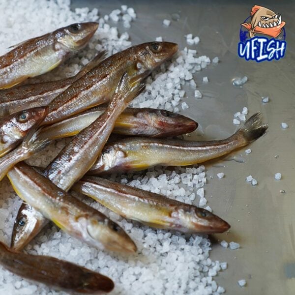 Whole Whiting - BRINED BEACH WORMS X2 Brined Baits Fishing Bait Shop Newcastle - UFISH Brined Baits