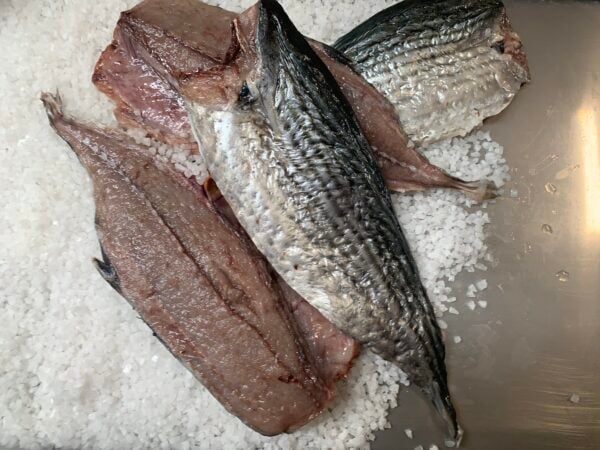 BONITO FILLETS - Brined Baits Fishing Bait Shop Newcastle - UFISH Brined Baits