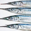 GARFISH - Image 2