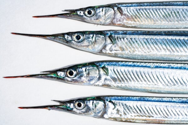 GARFISH